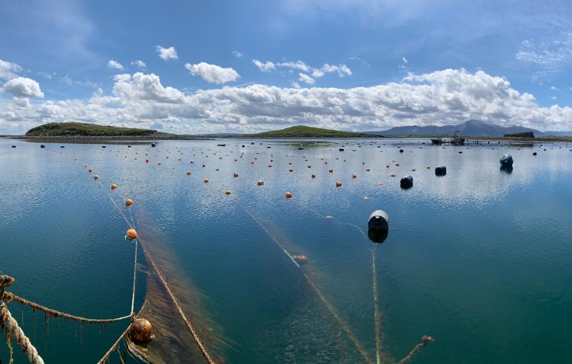 Seaweed farm Clew Bay Ireland