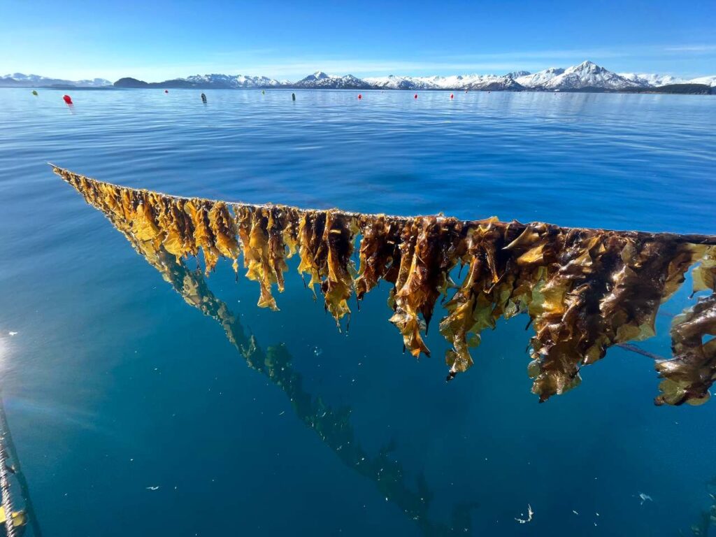 alaskan kelp coming out of the water